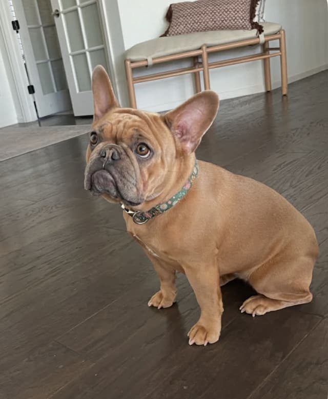French Bulldog Puppies media 19