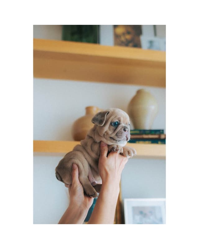 French Bulldog Puppies media 17