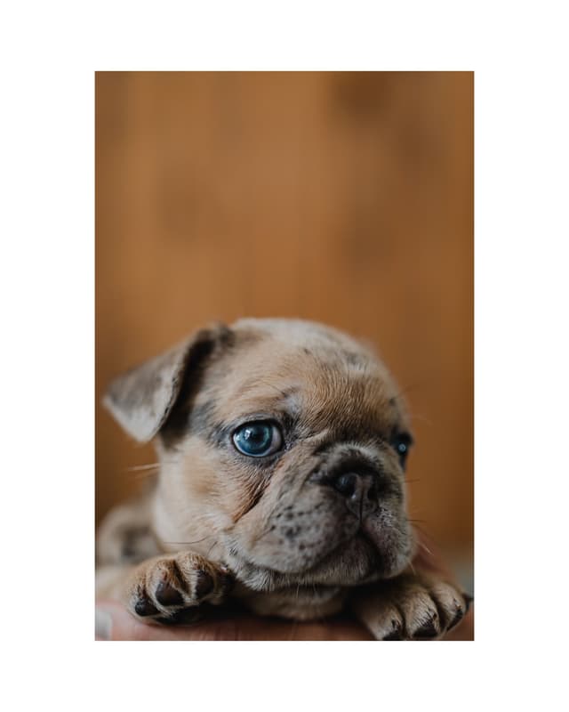 French Bulldog Puppies media 16