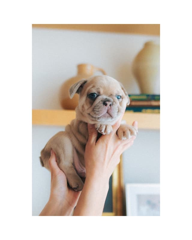 French Bulldog Puppies media 3