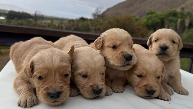 Golden Retriever Puppies ~ Golden Retriever Puppy Bliss media 3