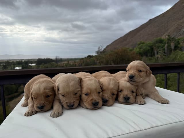 Golden Retriever Puppies ~ Golden Retriever Puppy Bliss media 4