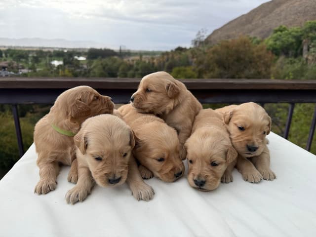 Golden Retriever Puppies ~ Golden Retriever Puppy Bliss media 5