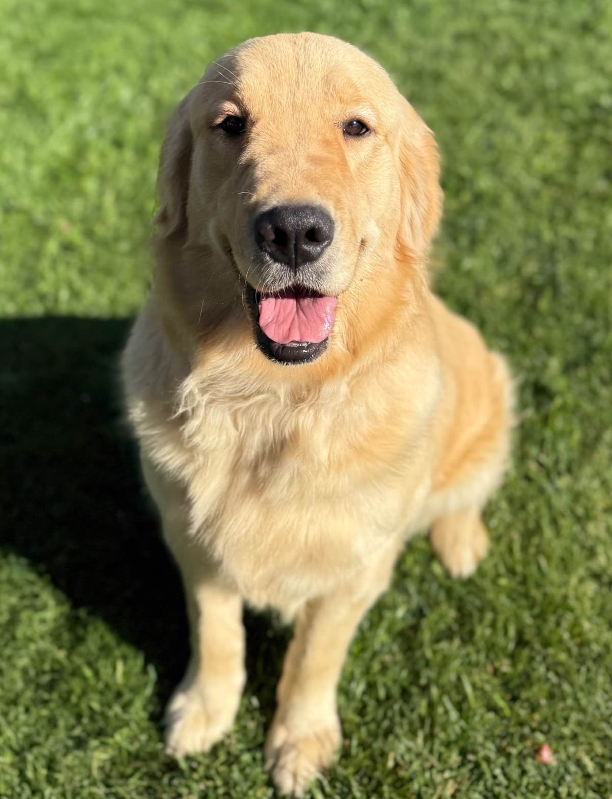 Golden Retriever Puppies ~ Golden Retriever Puppy Bliss breeder image 1