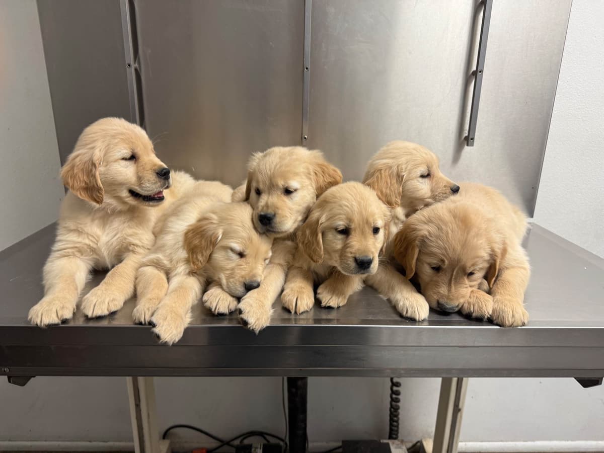 Golden Retriever Puppies ~ Golden Retriever Puppy Bliss breeder image 2