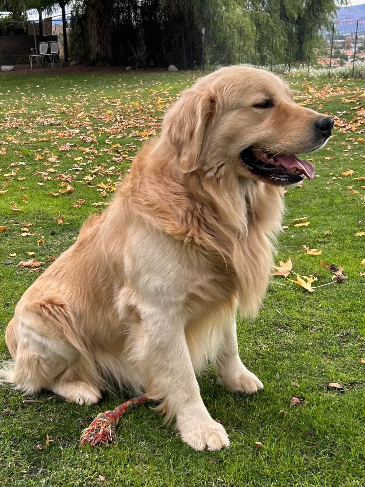 Golden Retriever Puppies ~ Golden Retriever Puppy Bliss breeder image 3