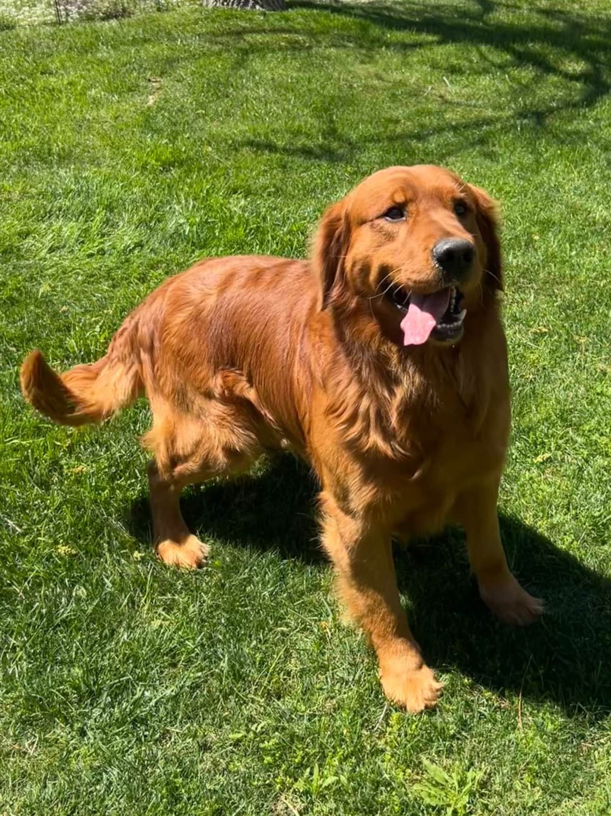 Golden Retriever Puppies ~ Golden Retriever Puppy Bliss breeder image 5
