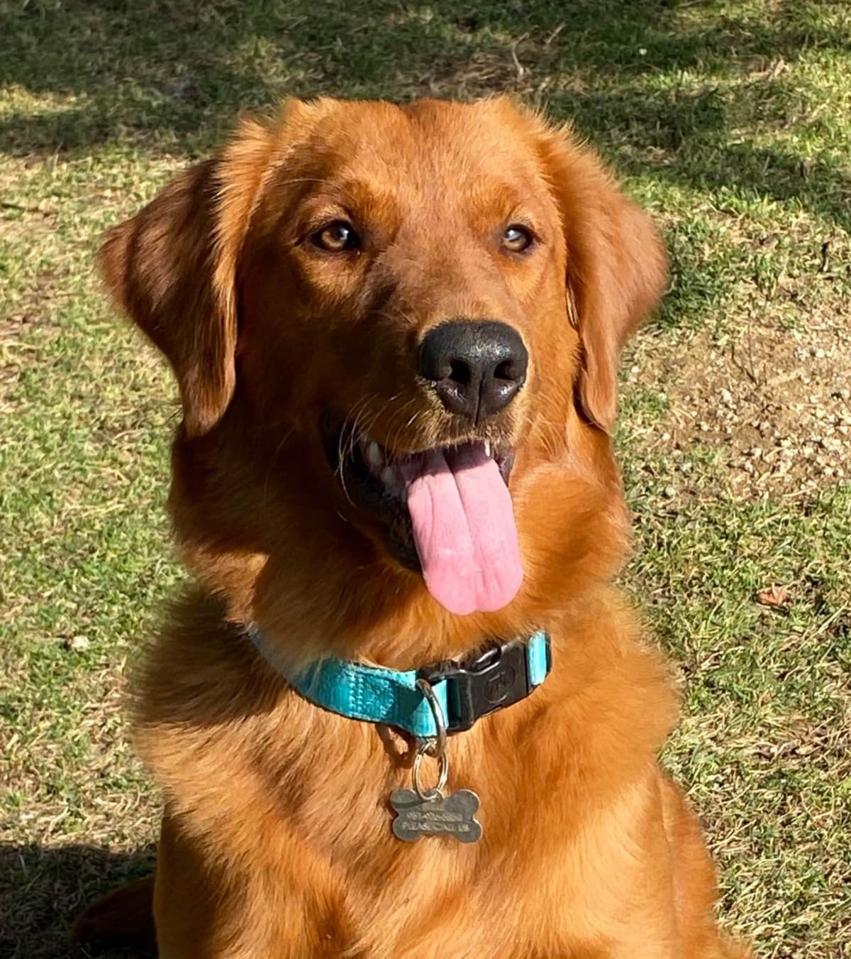 Golden Retriever Puppies ~ Golden Retriever Puppy Bliss breeder image 8
