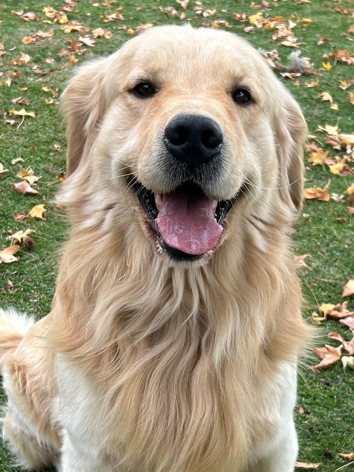 Golden Retriever Puppies ~ Golden Retriever Puppy Bliss breeder image 7