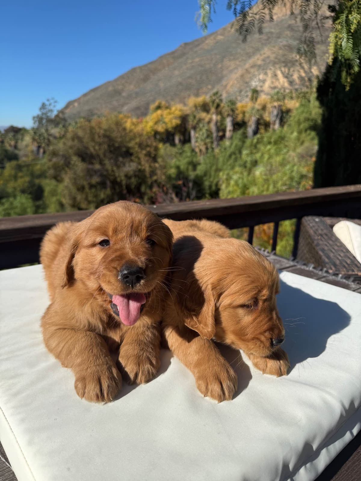 Golden Retriever Puppies ~ Golden Retriever Puppy Bliss breeder image 10