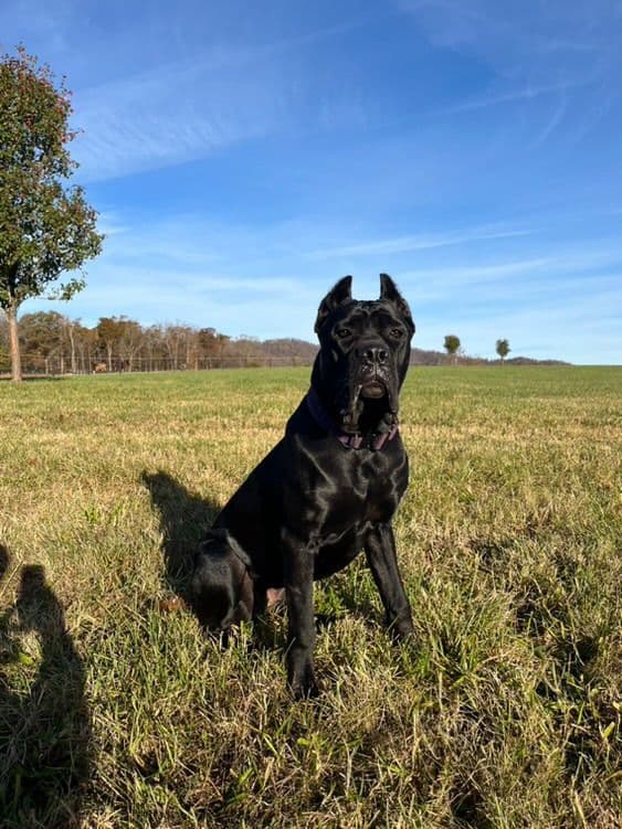 Cane Corso Puppies media 3