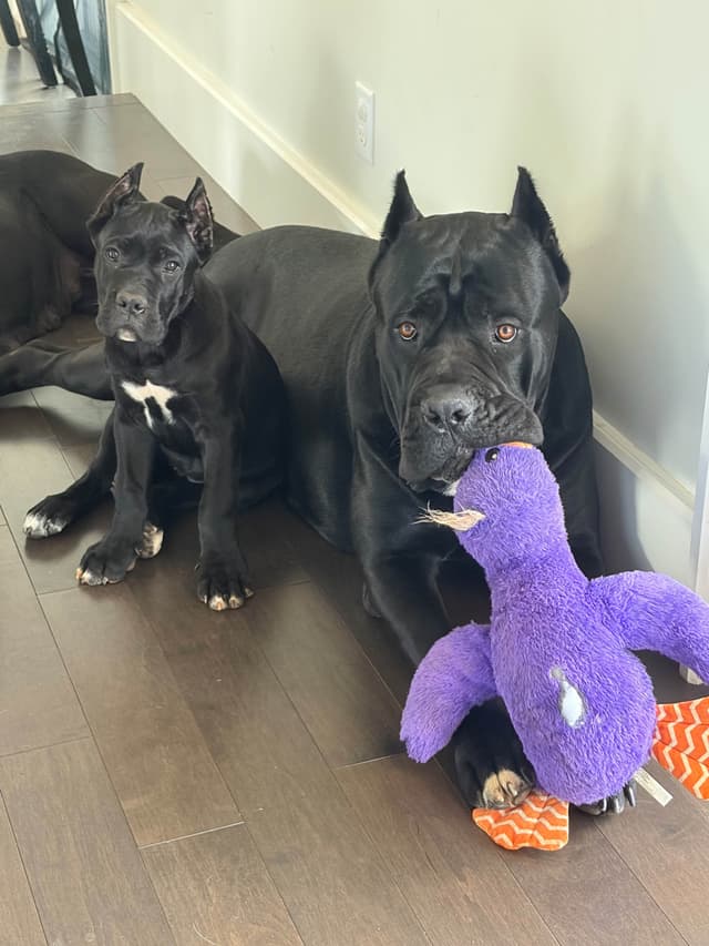 Cane Corso Puppies media 5