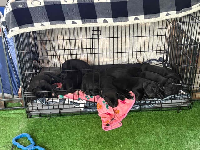 Cane Corso Puppies media 6