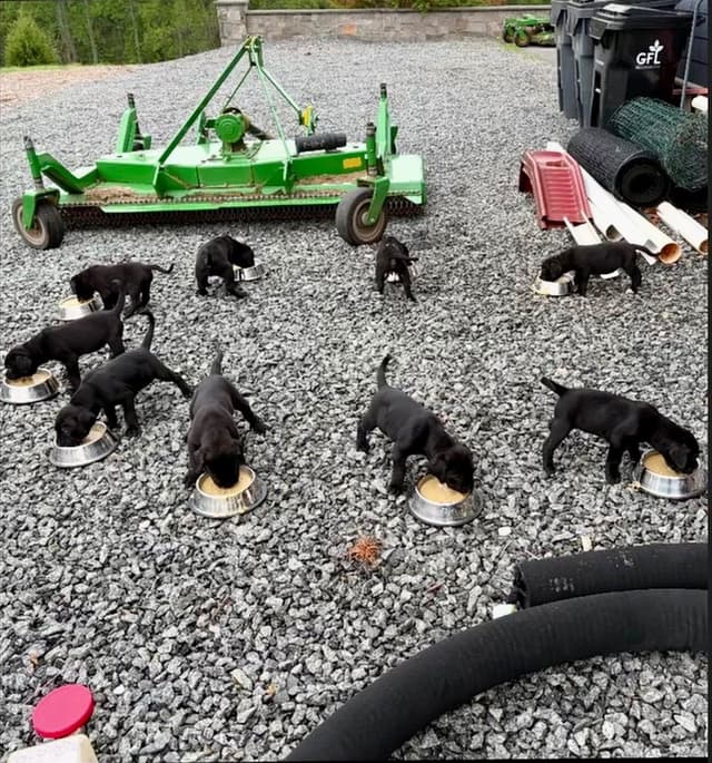 Cane Corso Puppies media 7