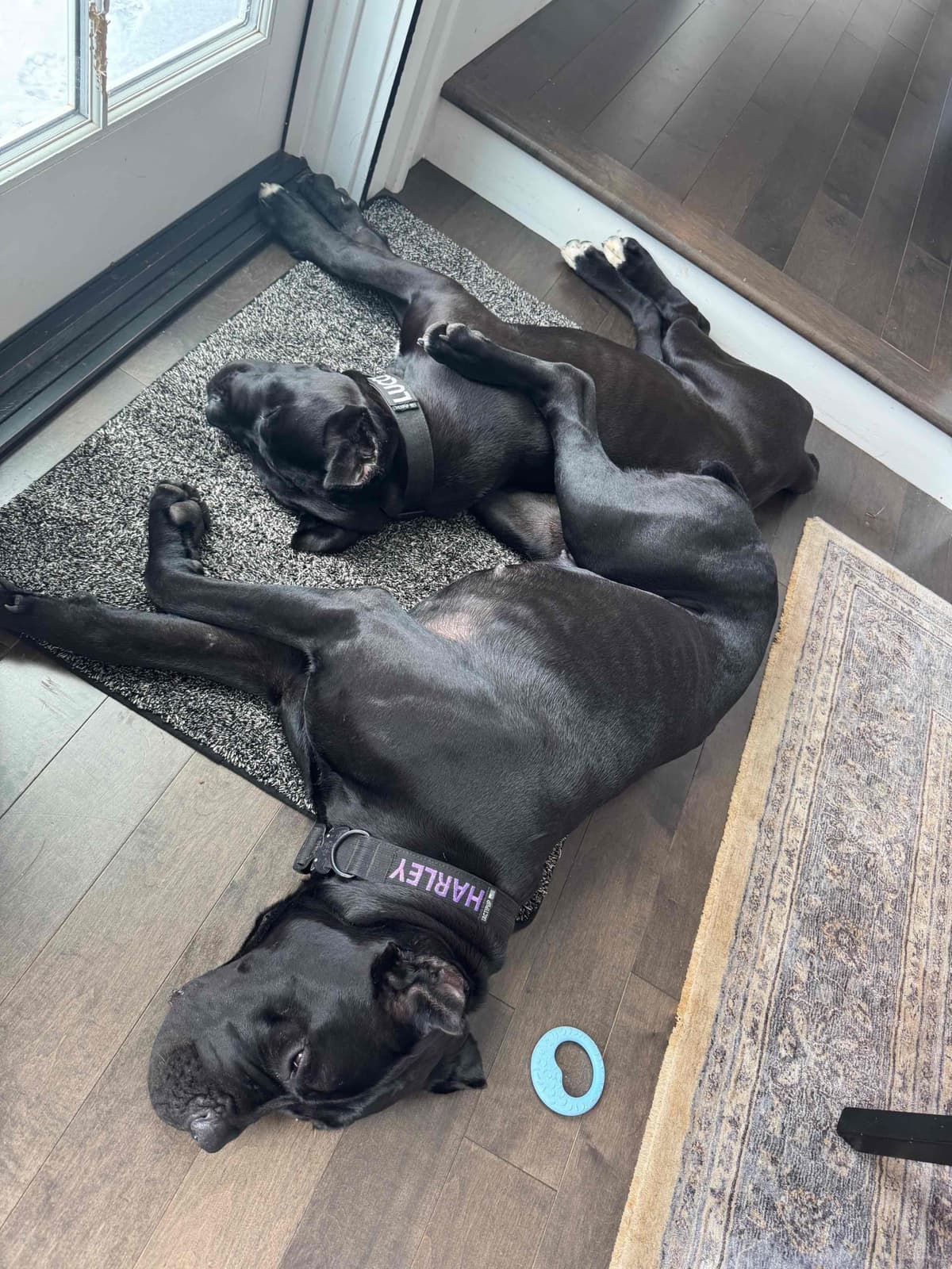 Cane Corso Puppies breeder image 1