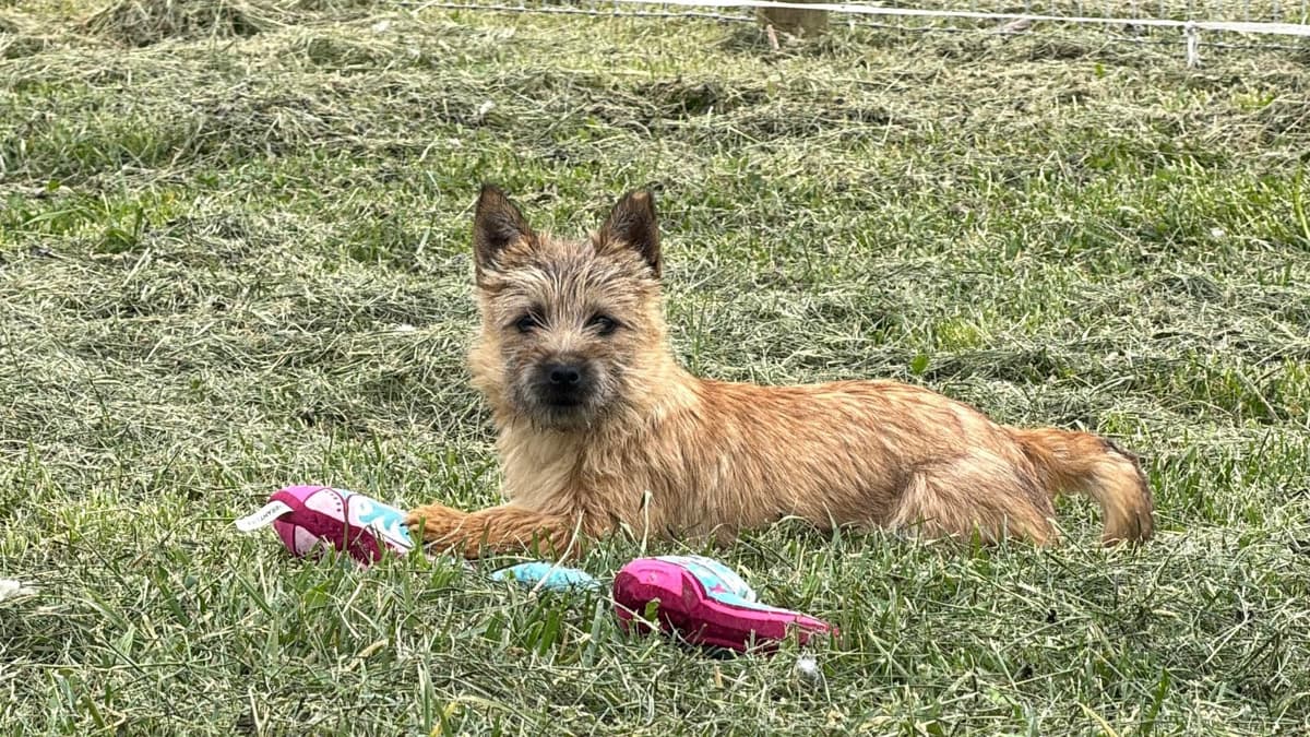 Cairn Terrier Puppies breeder image 1
