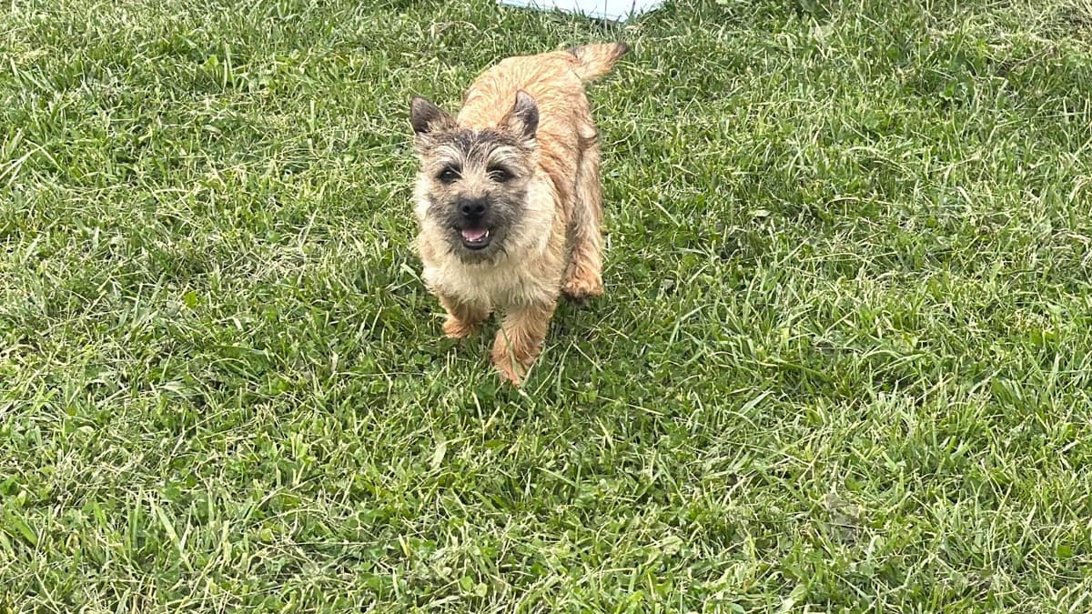 Cairn Terrier Puppies breeder image 2