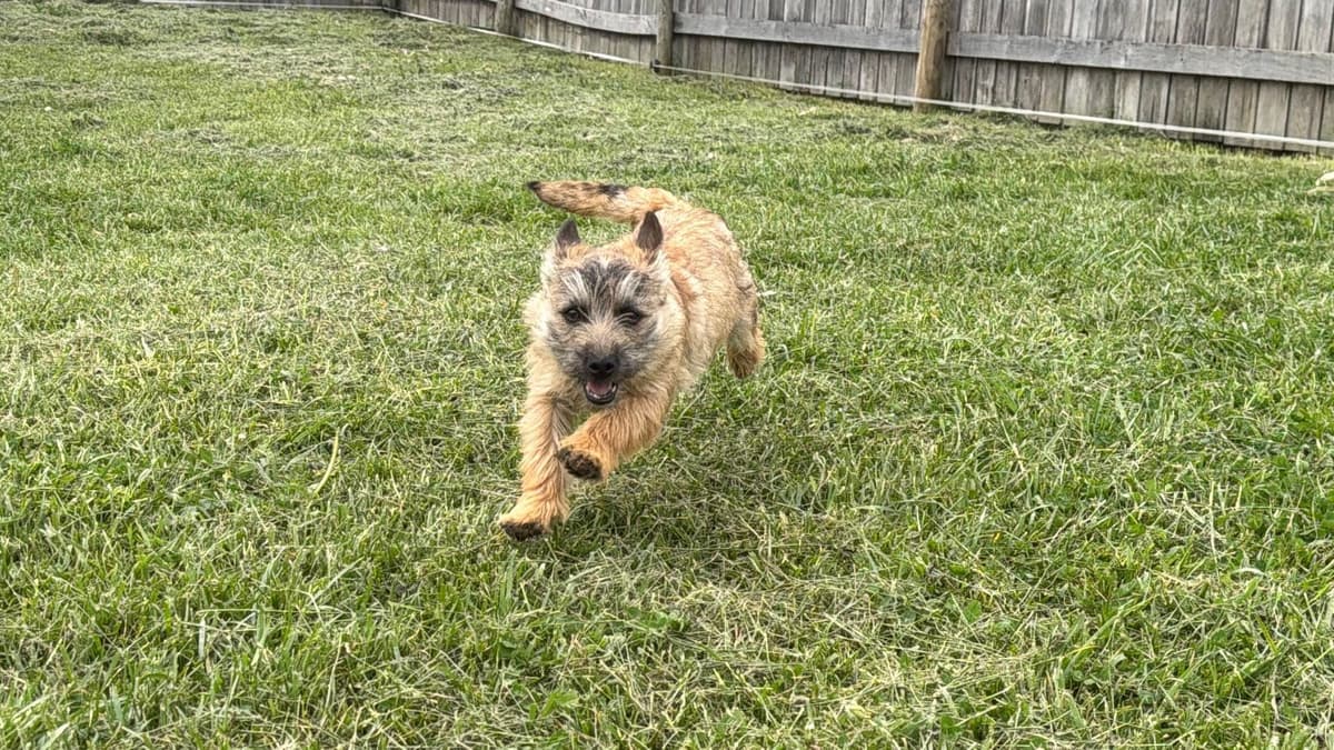 Cairn Terrier Puppies breeder image 3