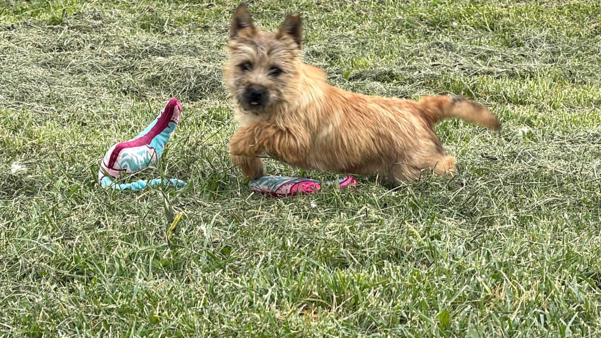 Cairn Terrier Puppies breeder image 4