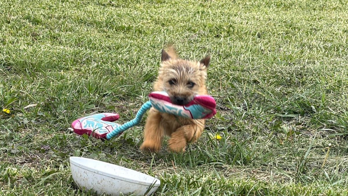 Cairn Terrier Puppies breeder image 5