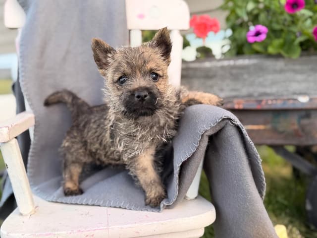 Cairn Terrier Puppies media 2
