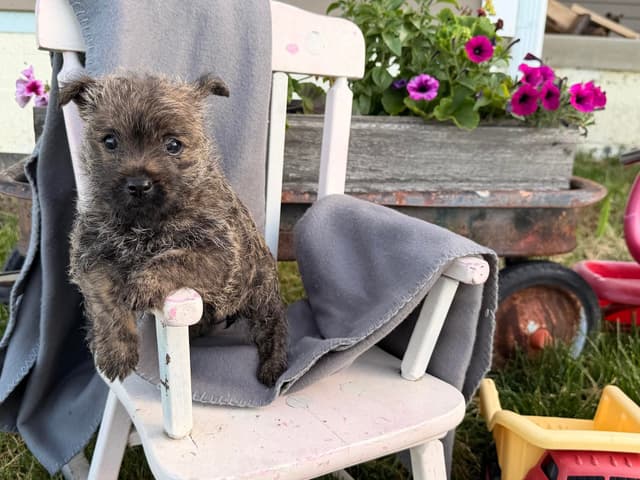 Cairn Terrier Puppies media 3