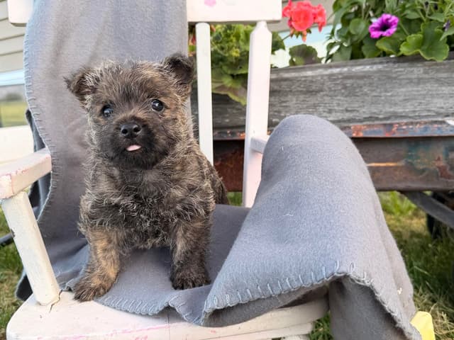Cairn Terrier Puppies media 4