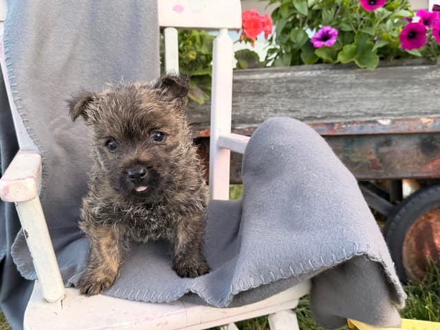 Cairn Terrier Puppies media 5