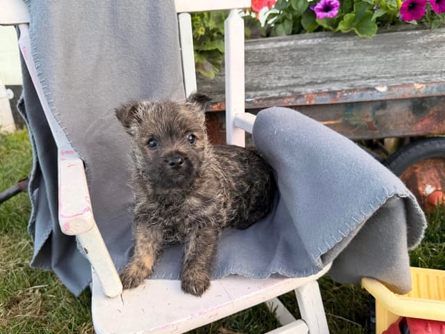 Cairn Terrier Puppies media 6