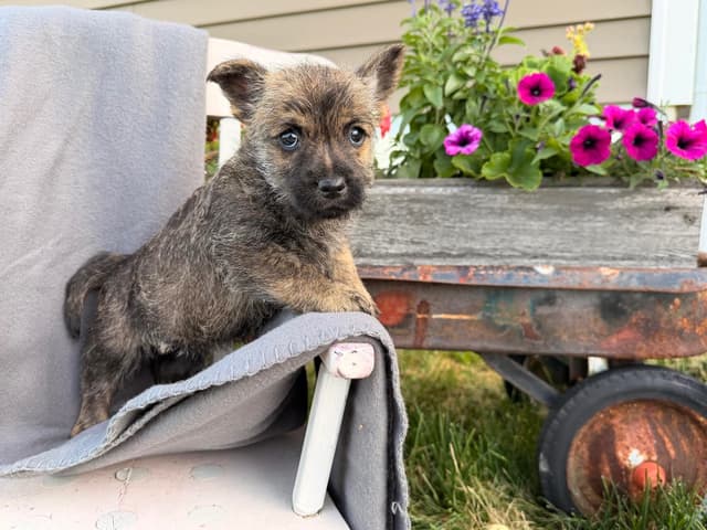 Cairn Terrier Puppies media 8
