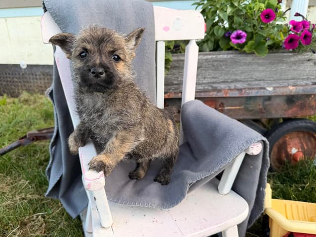 Cairn Terrier Puppies media 9