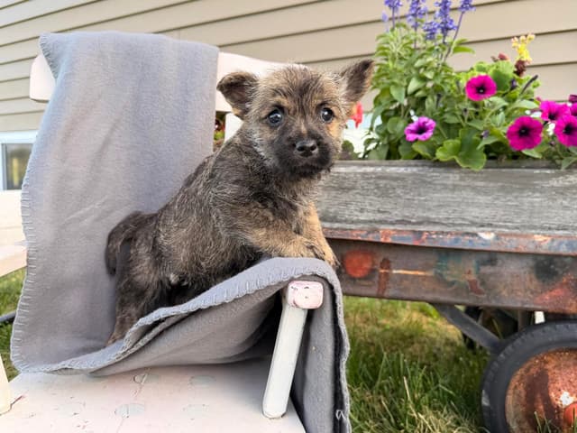 Cairn Terrier Puppies media 10