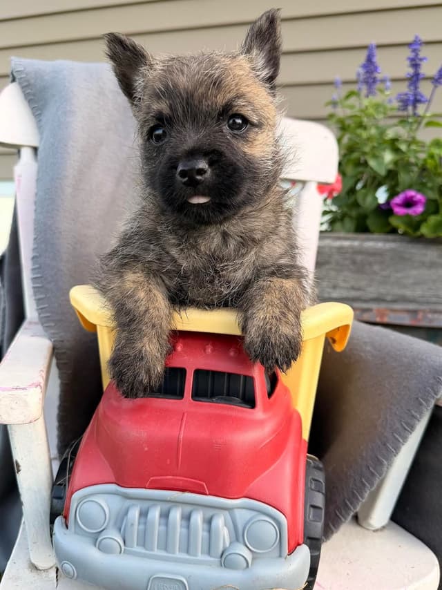 Cairn Terrier Puppies media 11