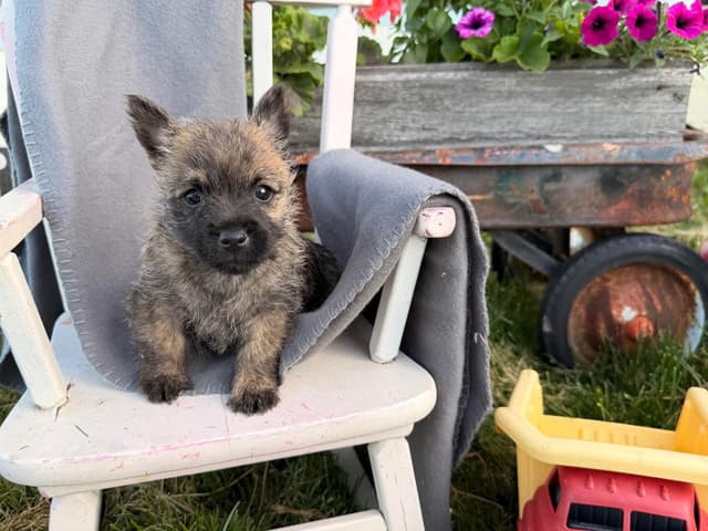 Cairn Terrier Puppies media 12