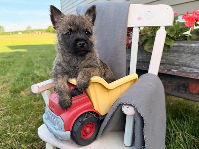 Cairn Terrier Puppies media 13