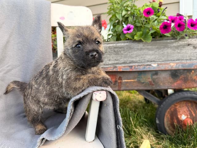 Cairn Terrier Puppies media 14