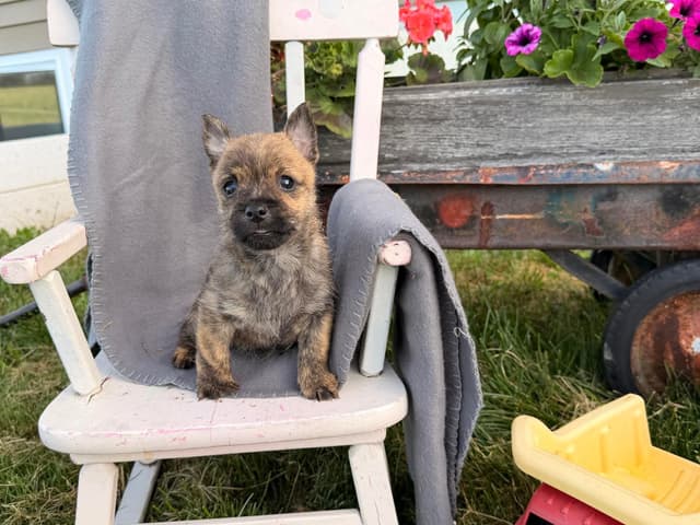 Cairn Terrier Puppies media 16