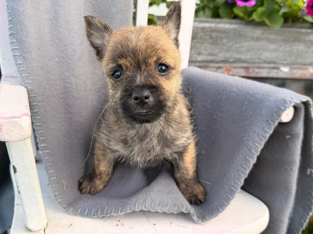 Cairn Terrier Puppies media 17