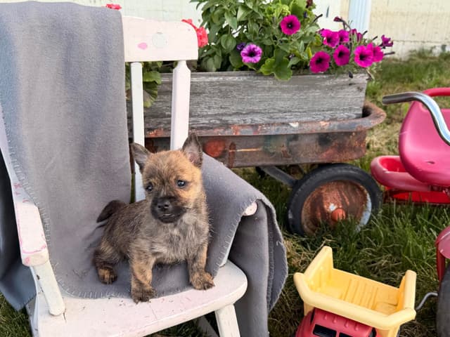 Cairn Terrier Puppies media 19