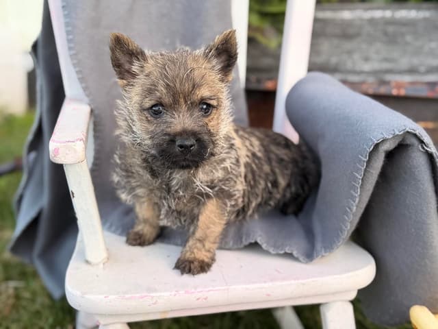 Cairn Terrier Puppies media 18