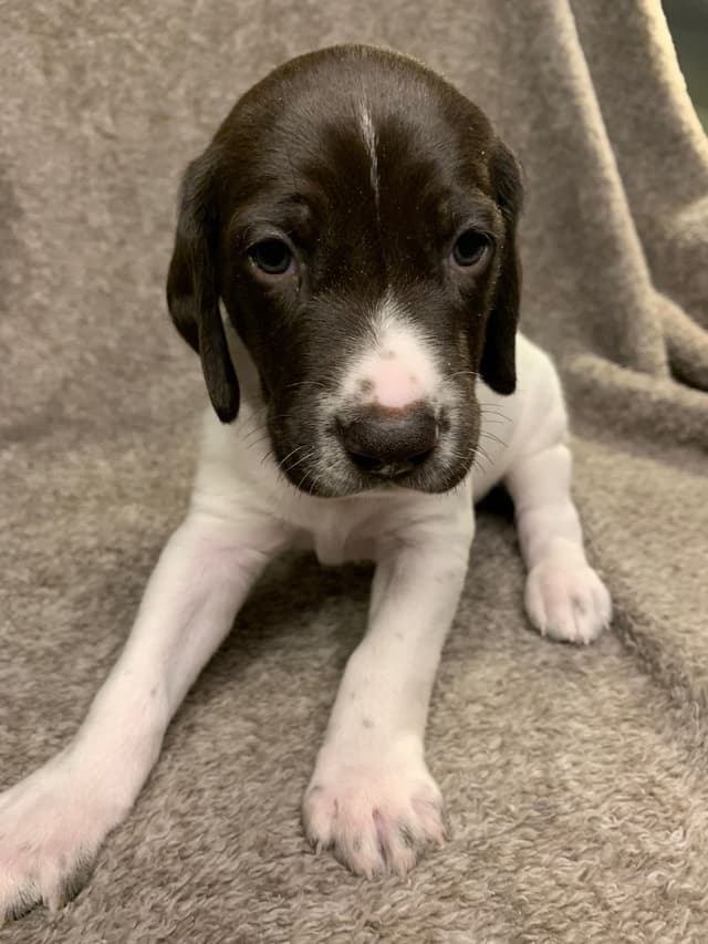 German Shorthaired Pointer Puppies media 2