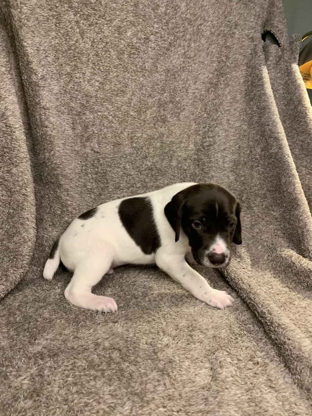 German Shorthaired Pointer Puppies media 3