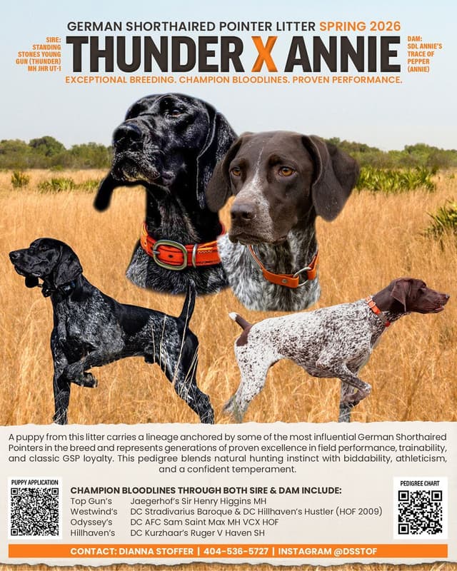 German Shorthaired Pointer Puppies media 4