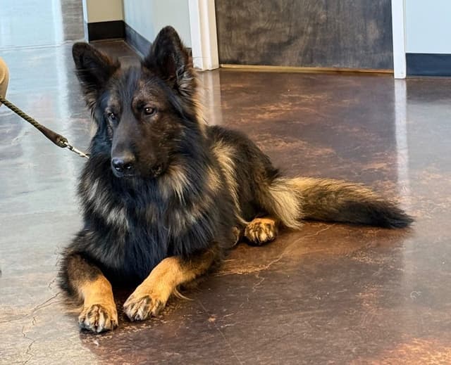 Long Coat Sable German Shepherd Dog Puppies | Family Raised on a Farm media 2