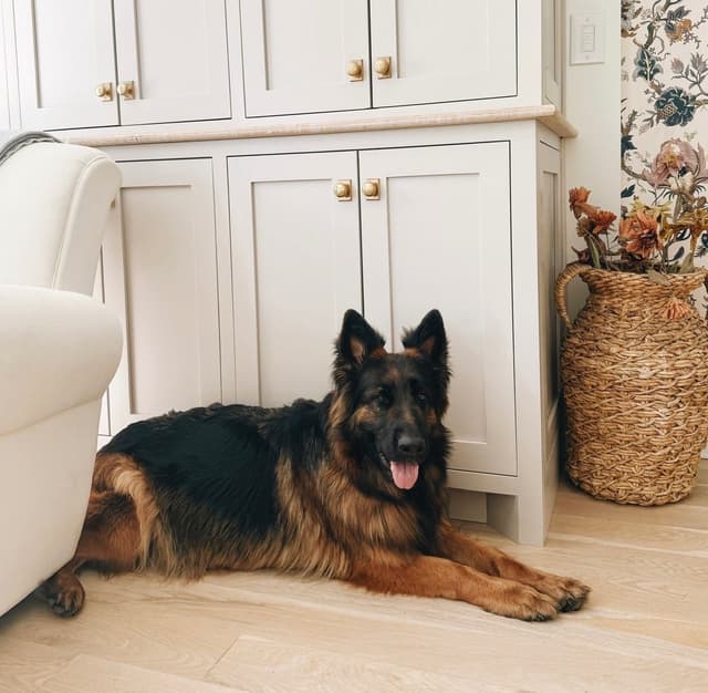 Long Coat Sable German Shepherd Dog Puppies | Family Raised on a Farm media 3