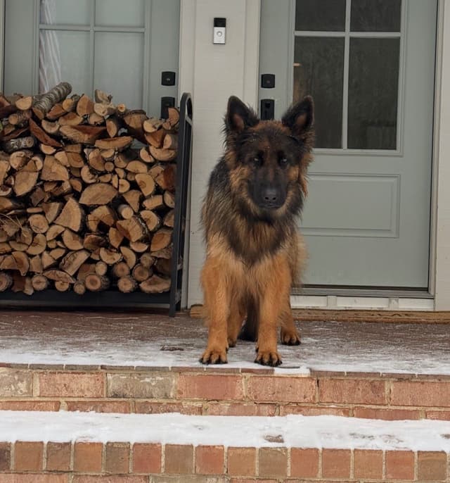 Long Coat Sable German Shepherd Dog Puppies | Family Raised on a Farm media 4
