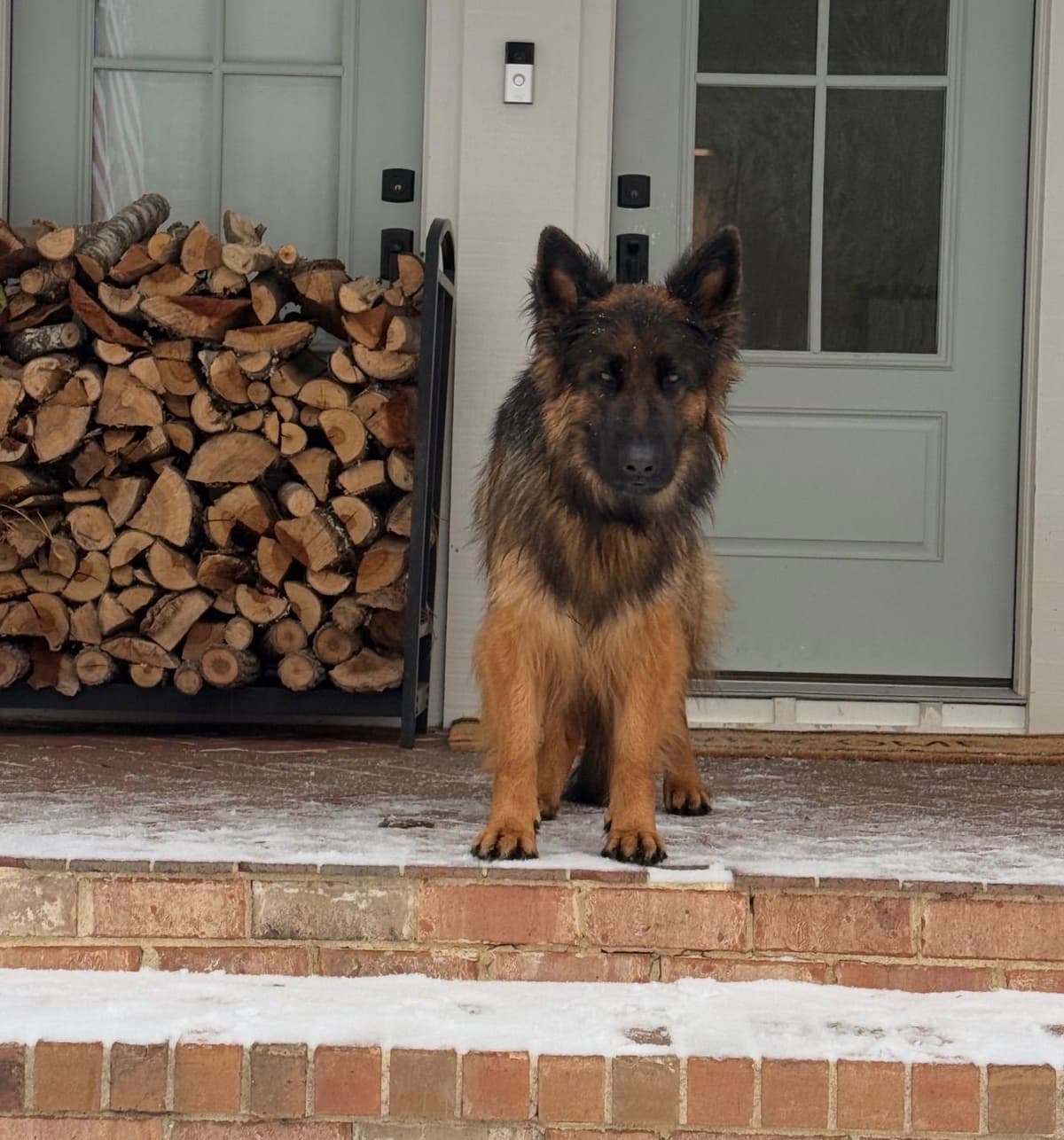 Long Coat Sable German Shepherd Dog Puppies | Family Raised on a Farm breeder image 1