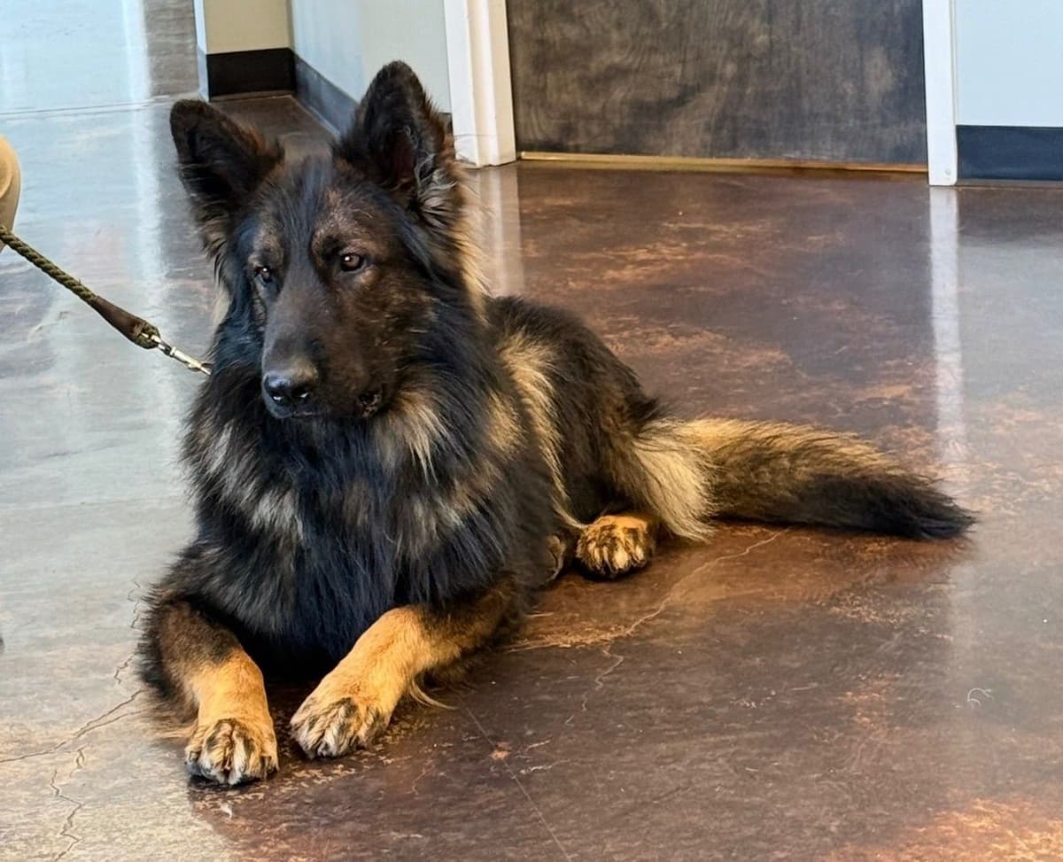 Long Coat Sable German Shepherd Dog Puppies | Family Raised on a Farm breeder image 6