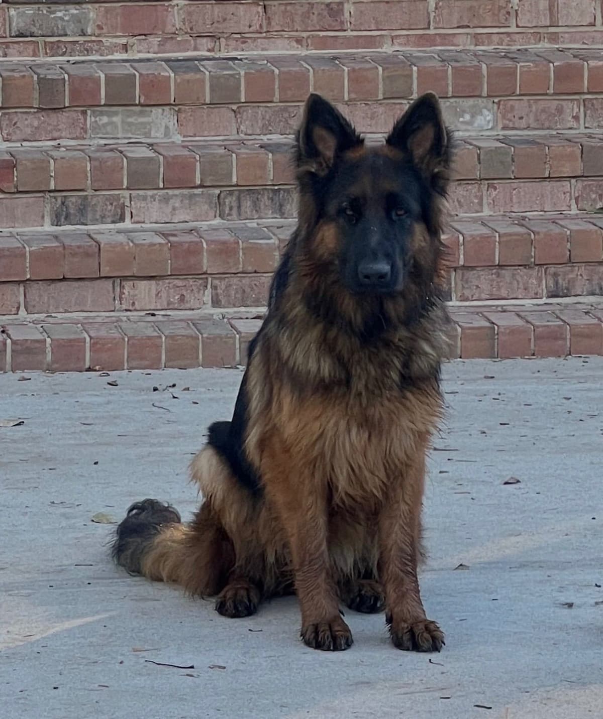 Long Coat Sable German Shepherd Dog Puppies | Family Raised on a Farm breeder image 5