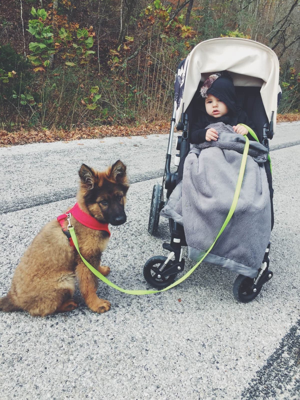 Long Coat Sable German Shepherd Dog Puppies | Family Raised on a Farm breeder image 8